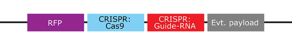 RFP - CRISPR: Cas9 - CRISPR: Guide RNA - Evt. Payload