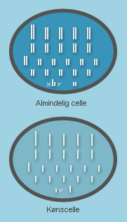 Forskellen på almindelige celler og kønsceller. 